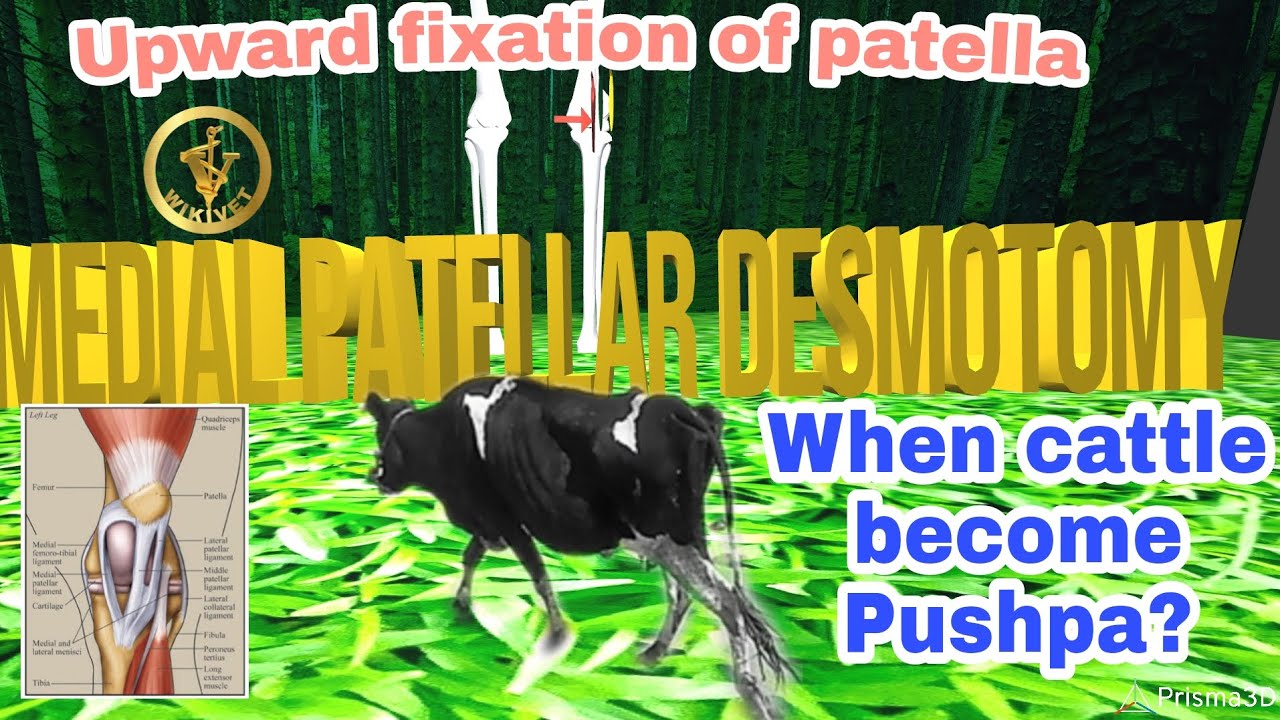 upward fixation of patella | Medial patellar desmotomy | 5 minutes surgery | Pushpa cattle ?