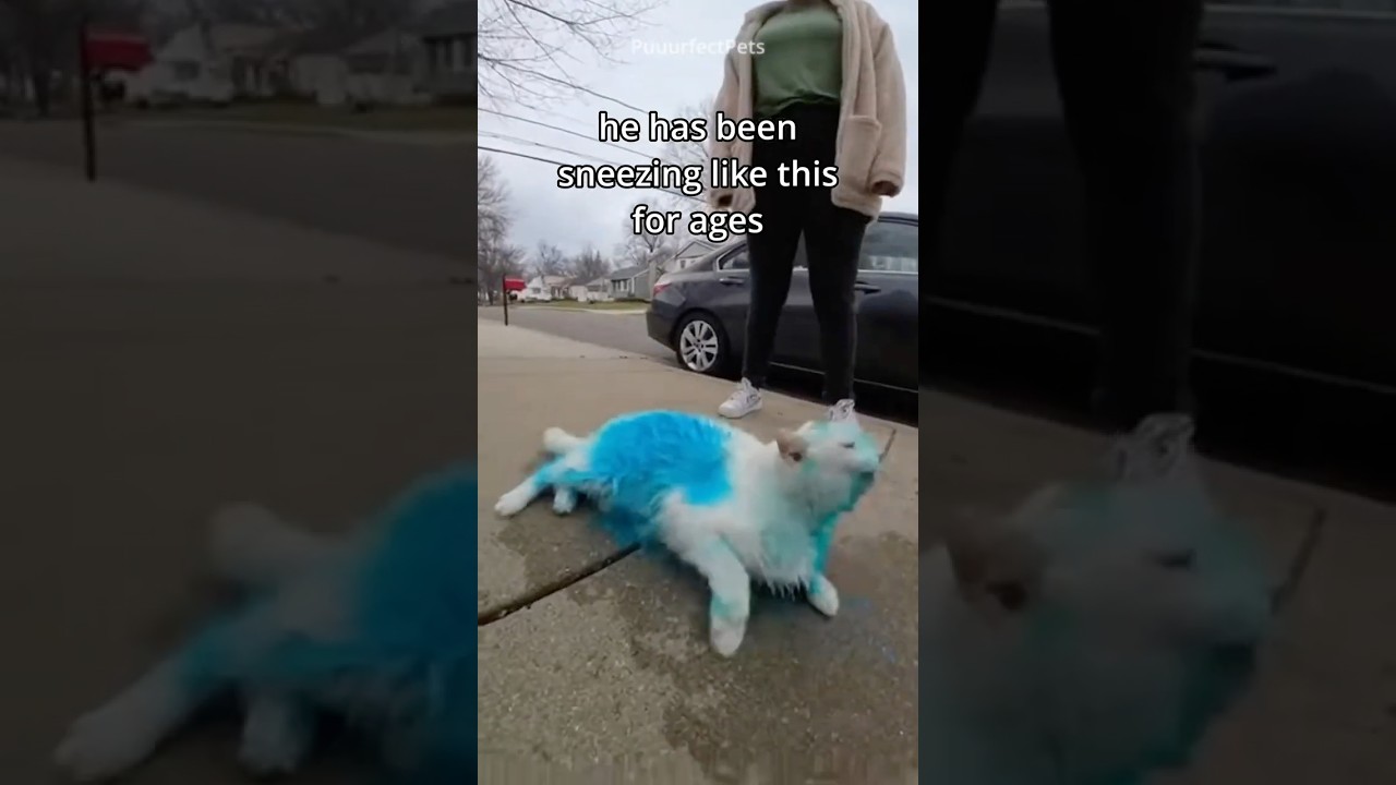 she painted her cat... then this happened