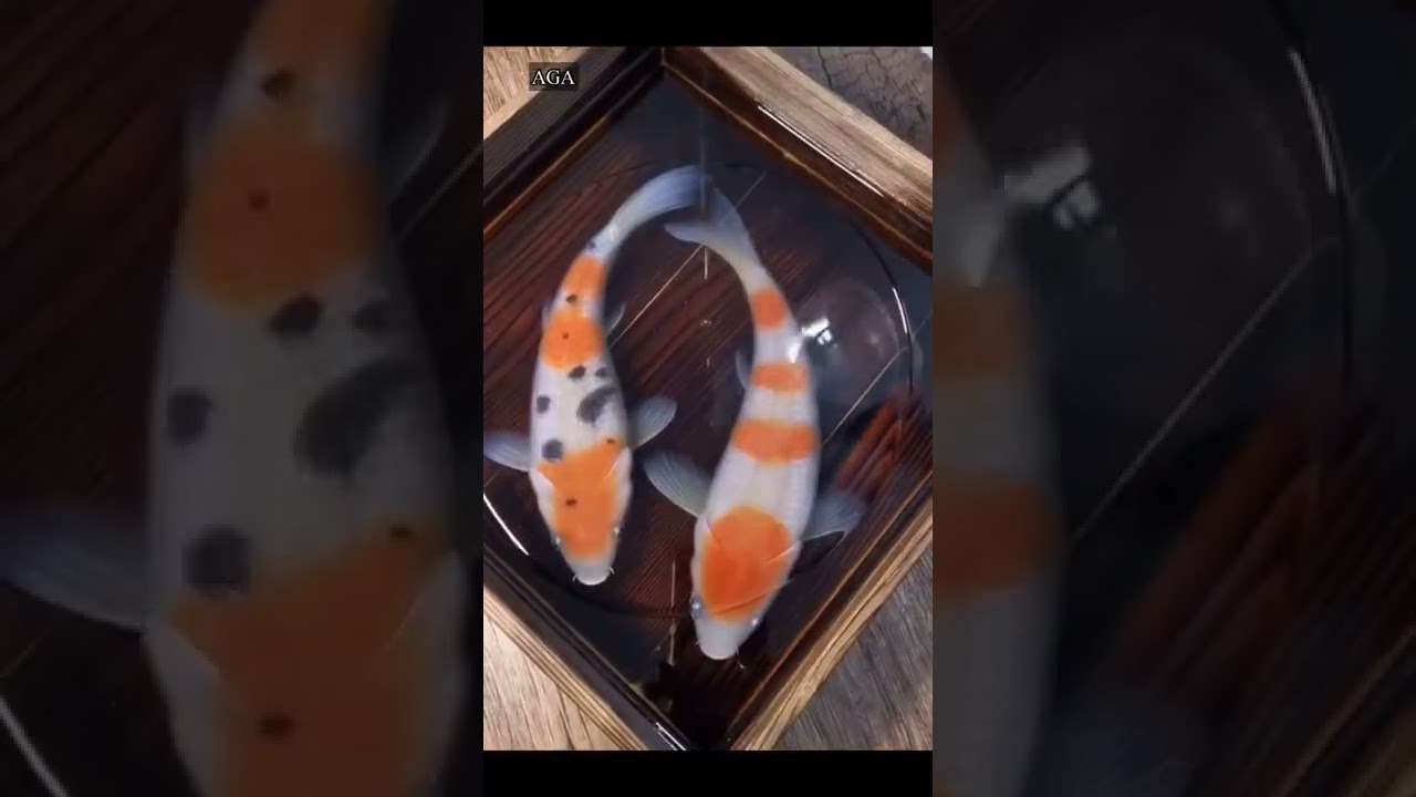 Step By step Resin Layers Art -3D Fishes 