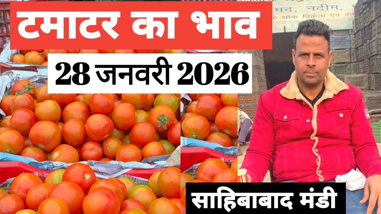 28 January 2026 🍅टमाटर का भाव साहिबाबाद मंडी |today tomato rates #tamatar #mandirates #tomato