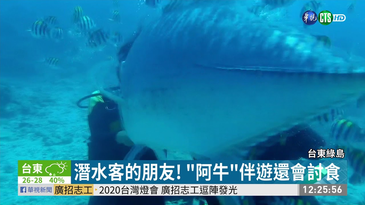 綠島海底大明星! 牛港鰺