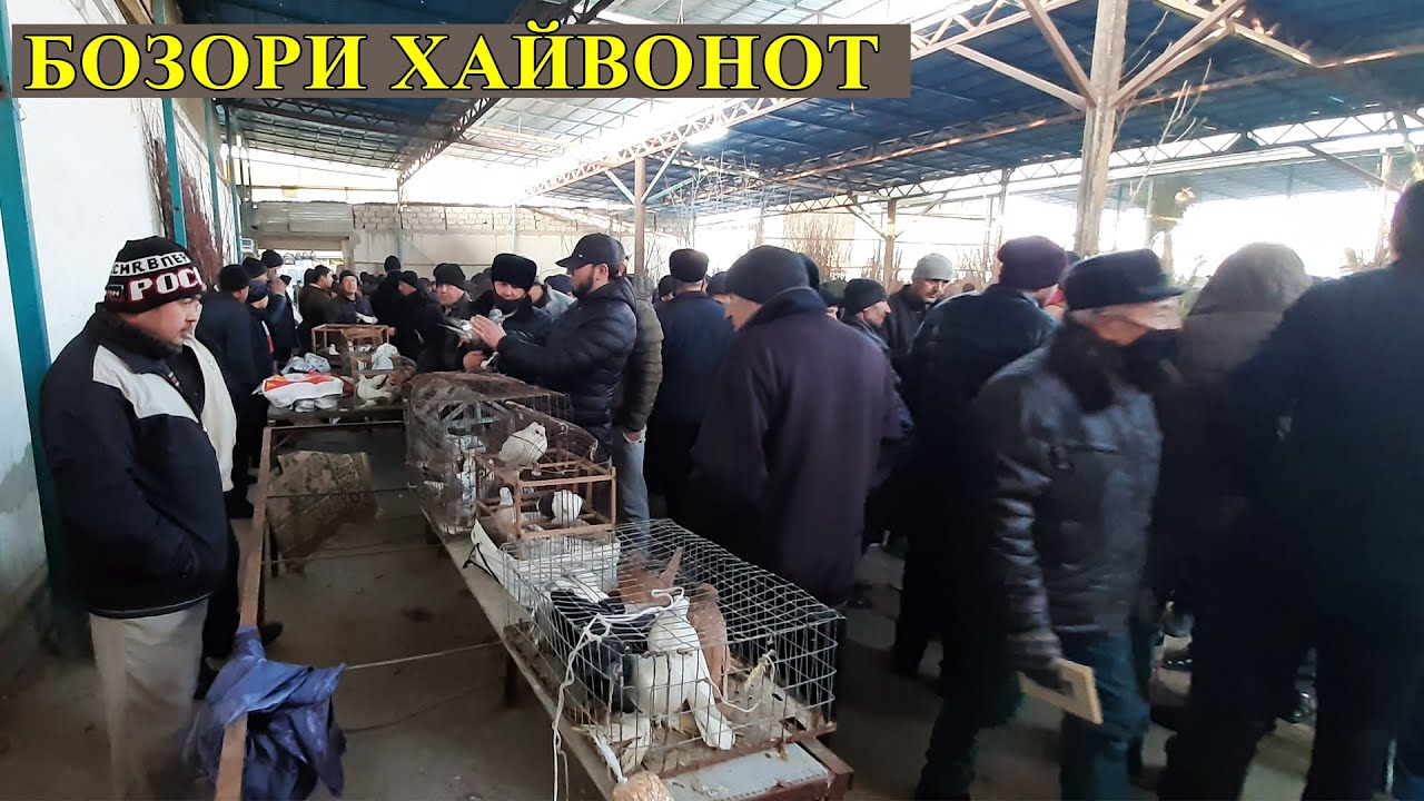 Хучанд !! Бозори парандахо 31 01 2021