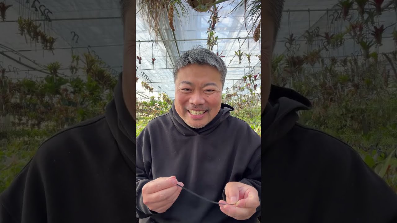 今日も親株を吊るす