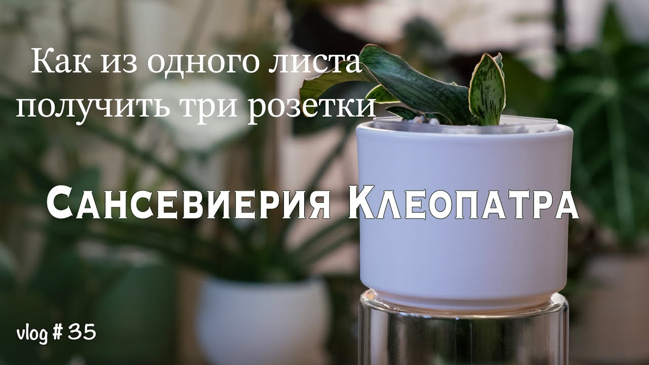 Сансевиерия Клеопатра / Как из одного листа получить три новых молодых розетки / Быстрая пересадка