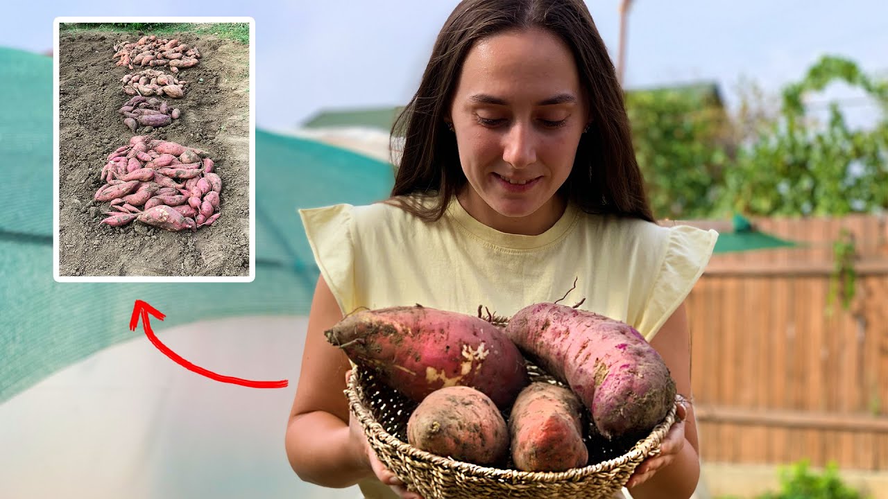 Recolta de CARTOFI DULCI de anul acesta - 4 soiuri de Cartofi