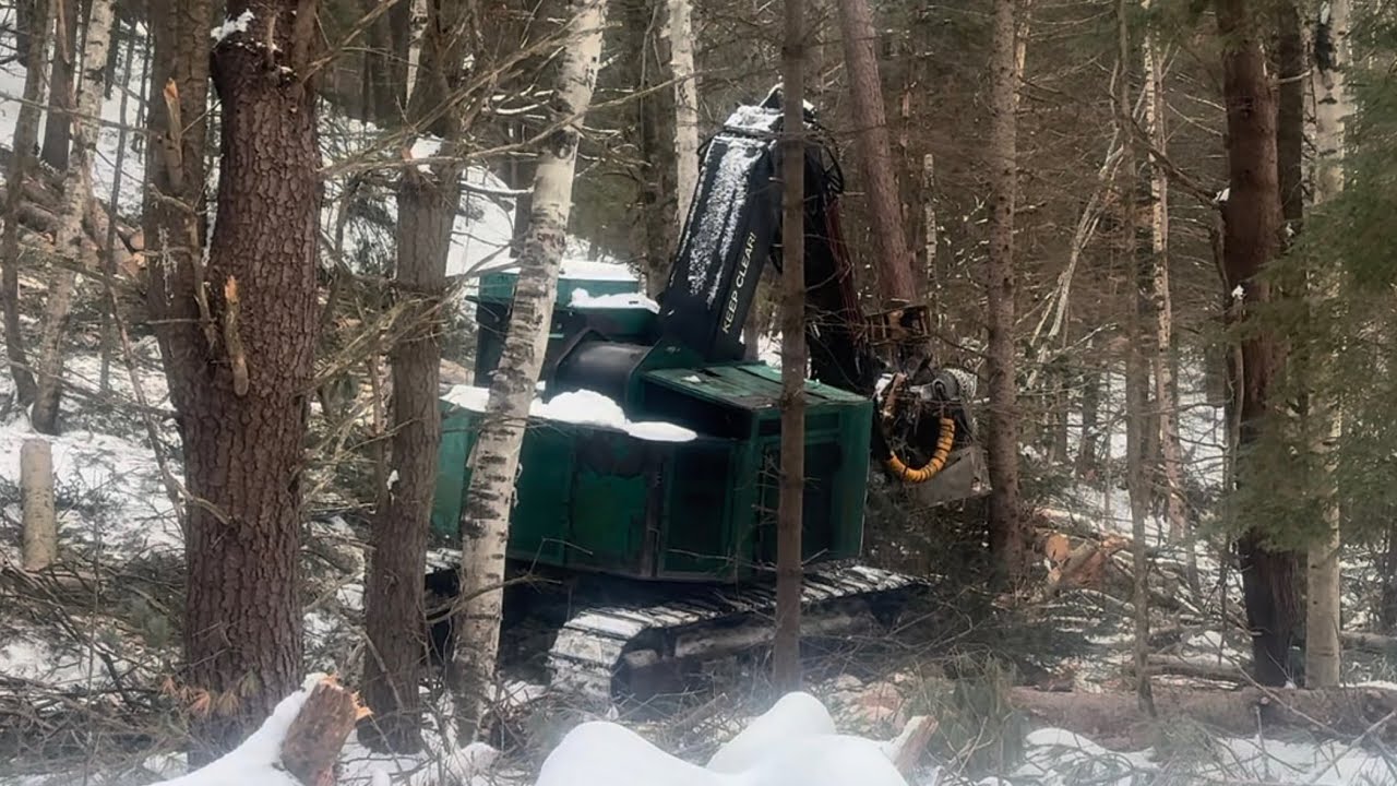 Cold Start Chronicles: Cut to Length Pine Trees