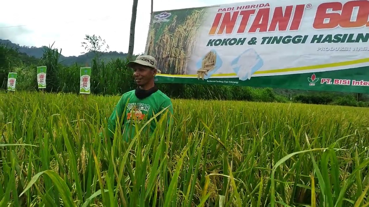 padi intani 602 lebih landung,bobot