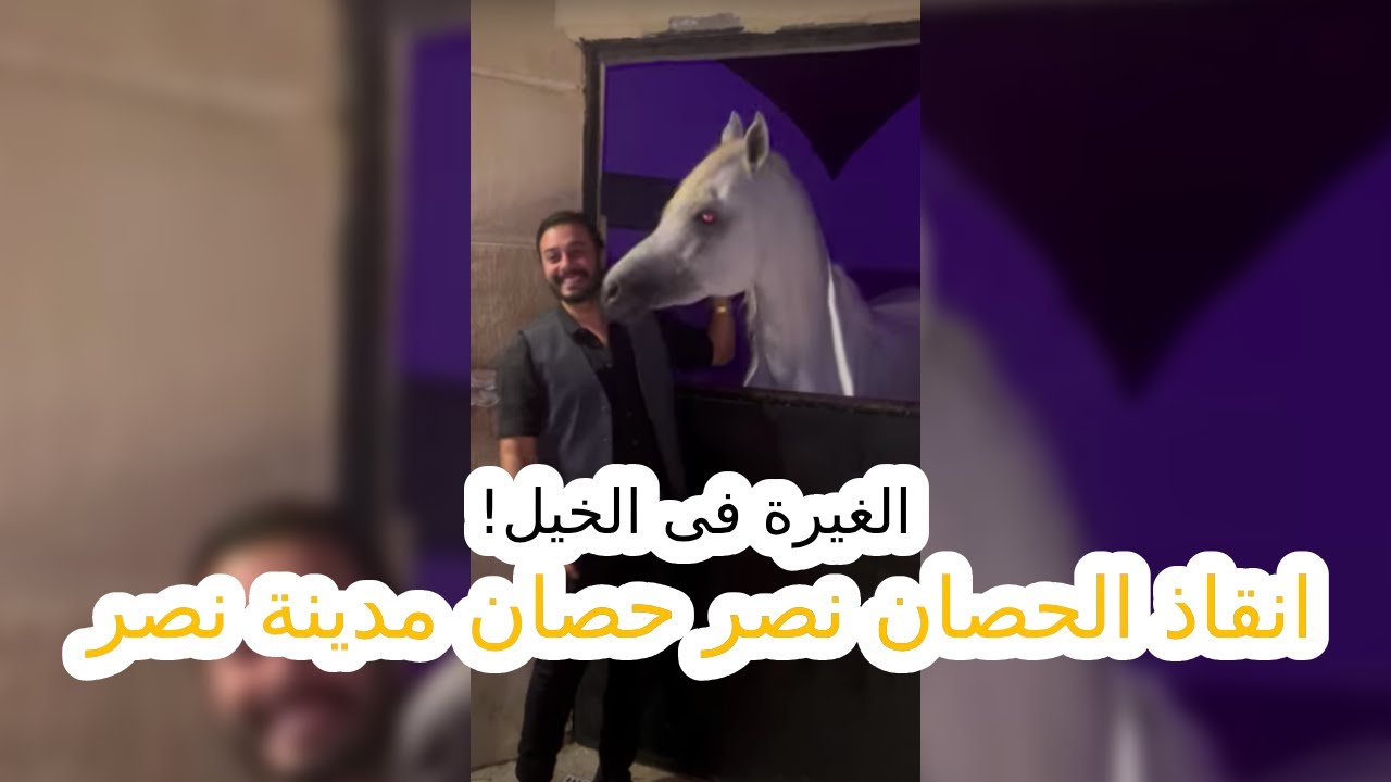 الغيرة فى الخيل.. انقاذ الحصان نصر حصان مدينة نصر
