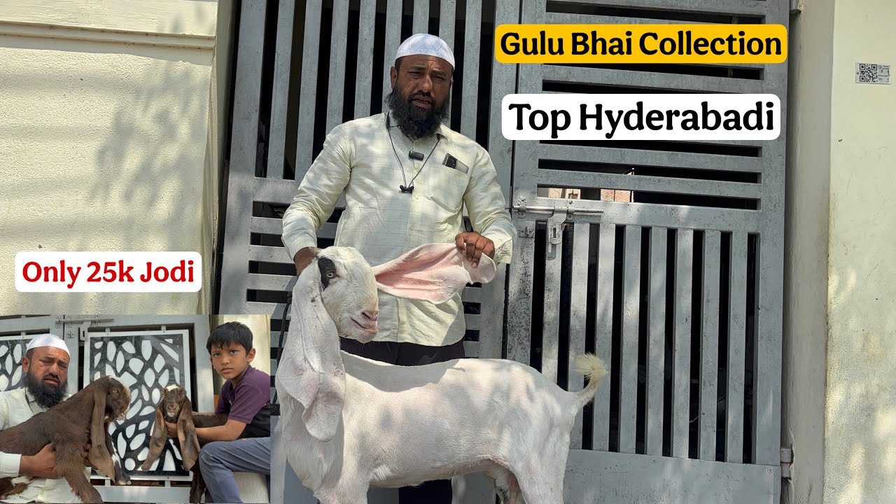Top Line Hyderabadi Collection Nayab Quality Bakriya And Kids | Gulu Bhai Solapur 