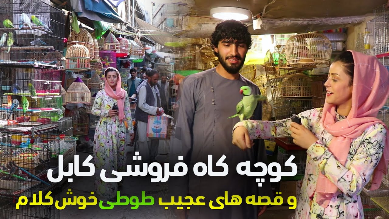 قصه هاي كوچه كاه فروشي كابل، با ديدن طوطي خوش كلام تعجب ميكنيد