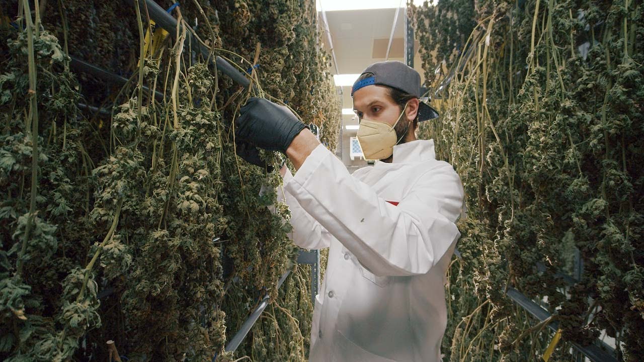 Sozo | A Michigan Cannabis  Dispensary