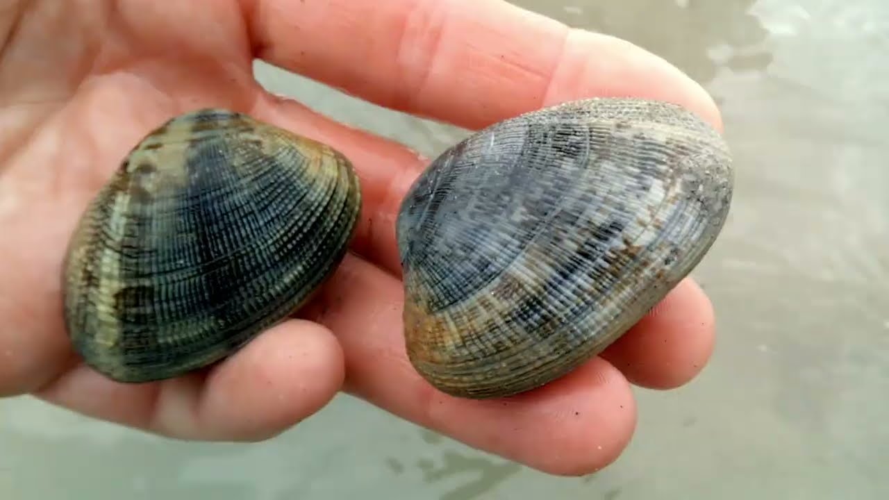 Comment Pêcher la Palourde au TROU