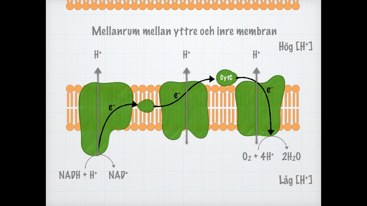 Cellandningen (Biologi 2)