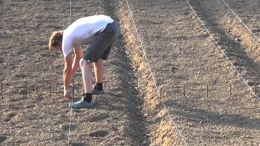 PLANTATION DE SAFRAN A BESSE SUR BRAYE