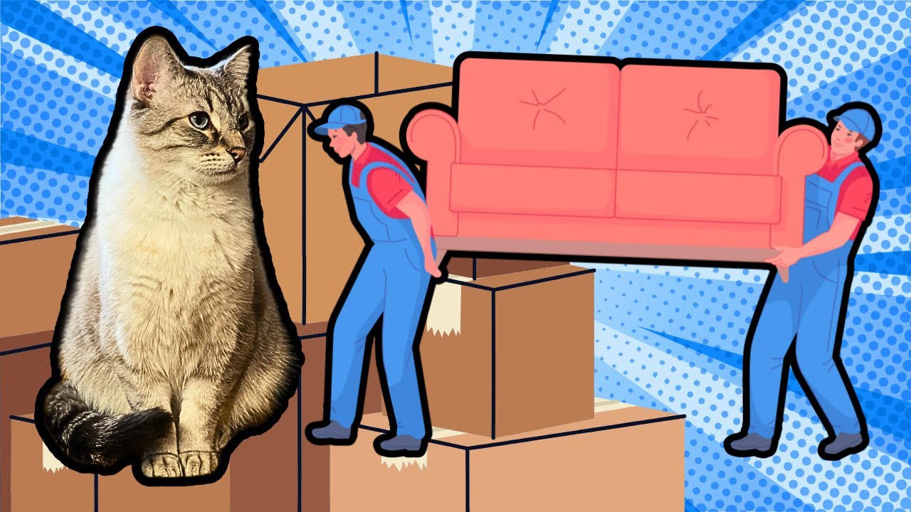 Moving With Cats: Tips And Tricks