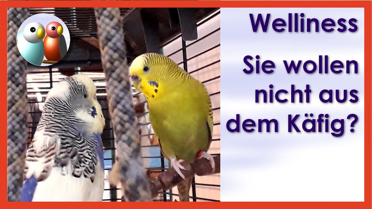 Warum kommen meine Wellensittiche nicht aus dem Käfig? Was kann ich tun? Frage aus Kommentar 9/64