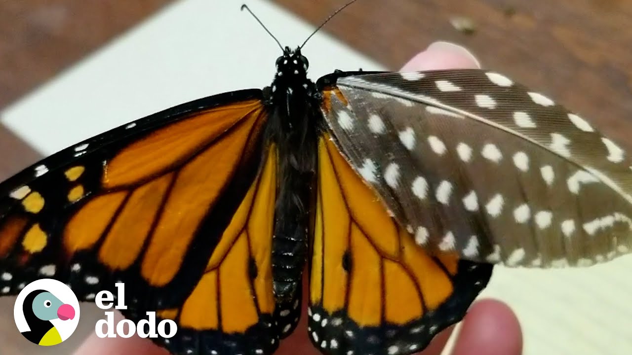 Mujer repara el ala rota de una mariposa con una pluma | El Dodo
