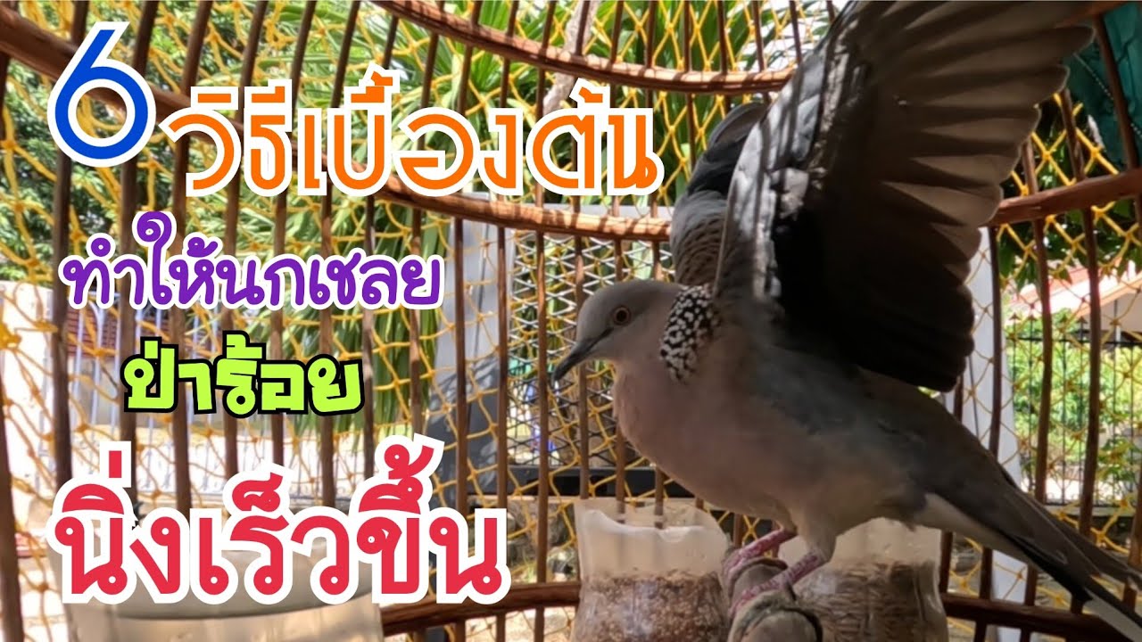 6 วิธีทำให้นกนกเขาใหญ่ …เชลยป่าร้อย…นิ่งเร็วขึ้น