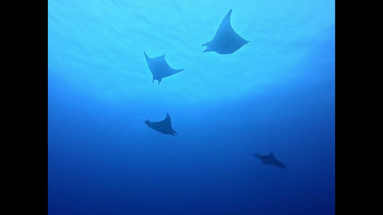 Diving expedition Azores 2025