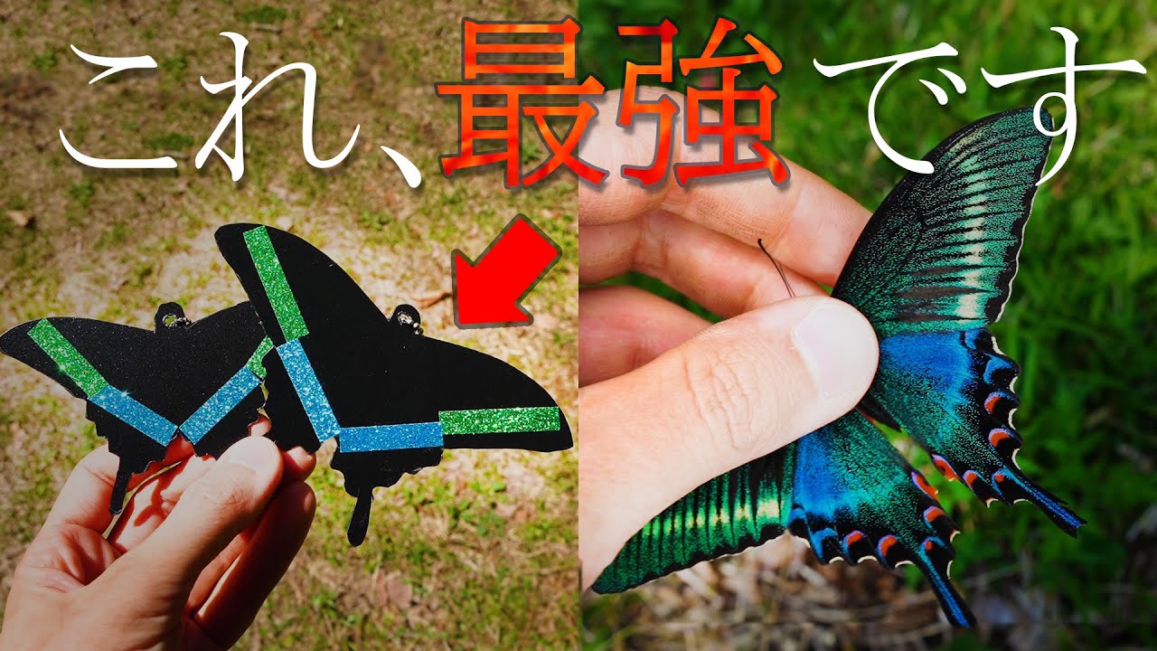 ミヤマカラスアゲハを引き付ける秘密のトラップが最強だった