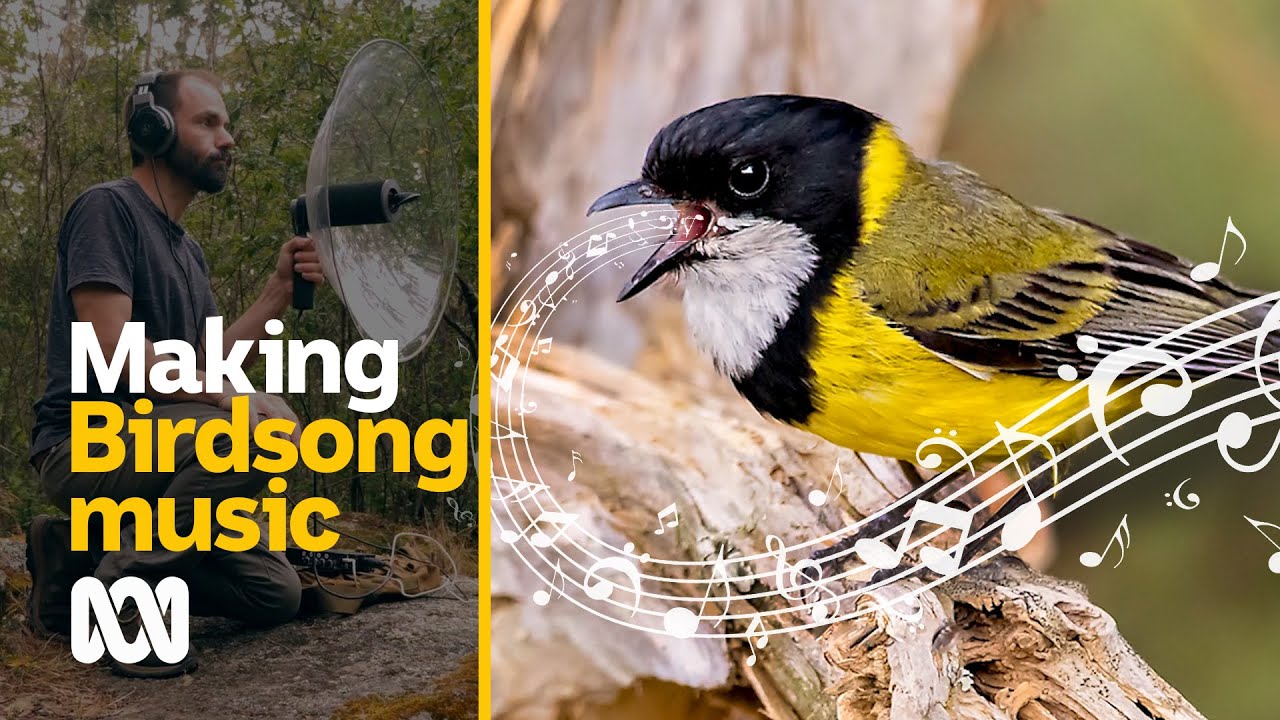 Making birdsong music | Amazing Australia | ABC Australia