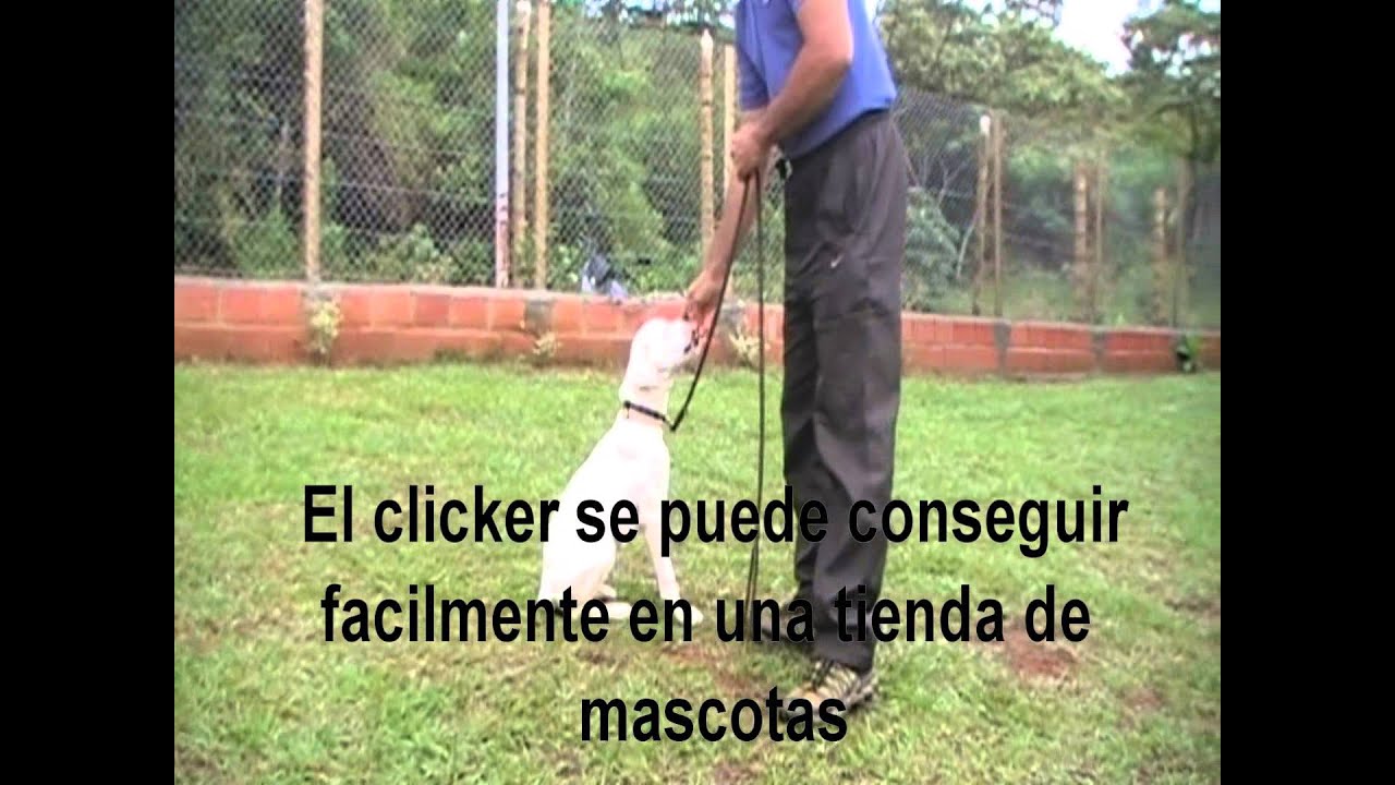 Entrenamiento canino cachorra boxer