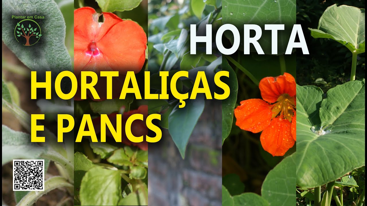 Cozinha da Horta de Panc do Plantar em Casa com