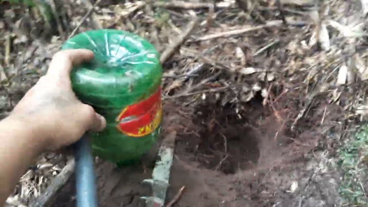 instalando isca enterrada para capturar. Mandaçaia e registro de outra captura😱