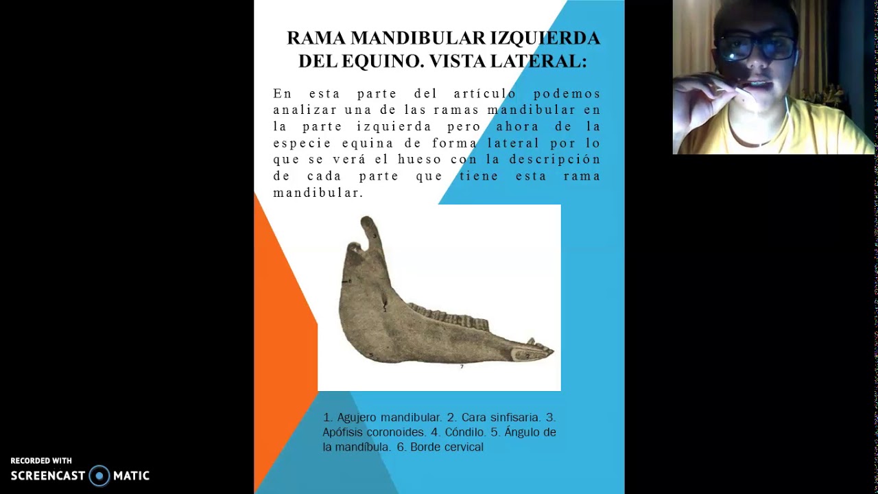 Anatomia Topografica-Morfofisiología Animal