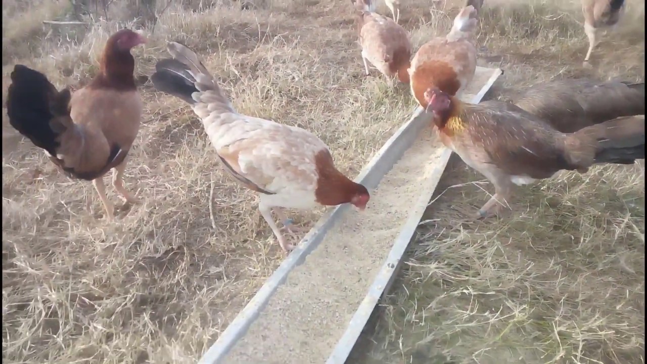 JOE SANFORD GAME FARM GALLOS FR