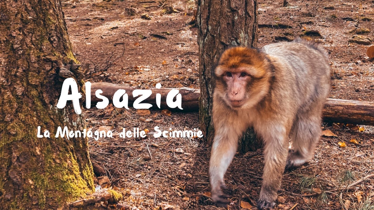 La Montagna delle Scimmie - Un'esperienza per tutta la famiglia in ALSAZIA