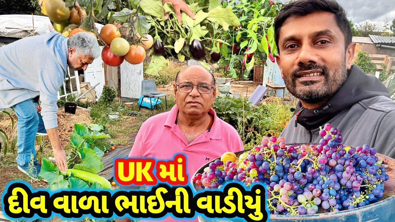 UK માં મેર ની વાડીયુ || વાડી નું Organic બકાલું || Malde Ata Ni Drax || #farminginuk #rsfamilyuk