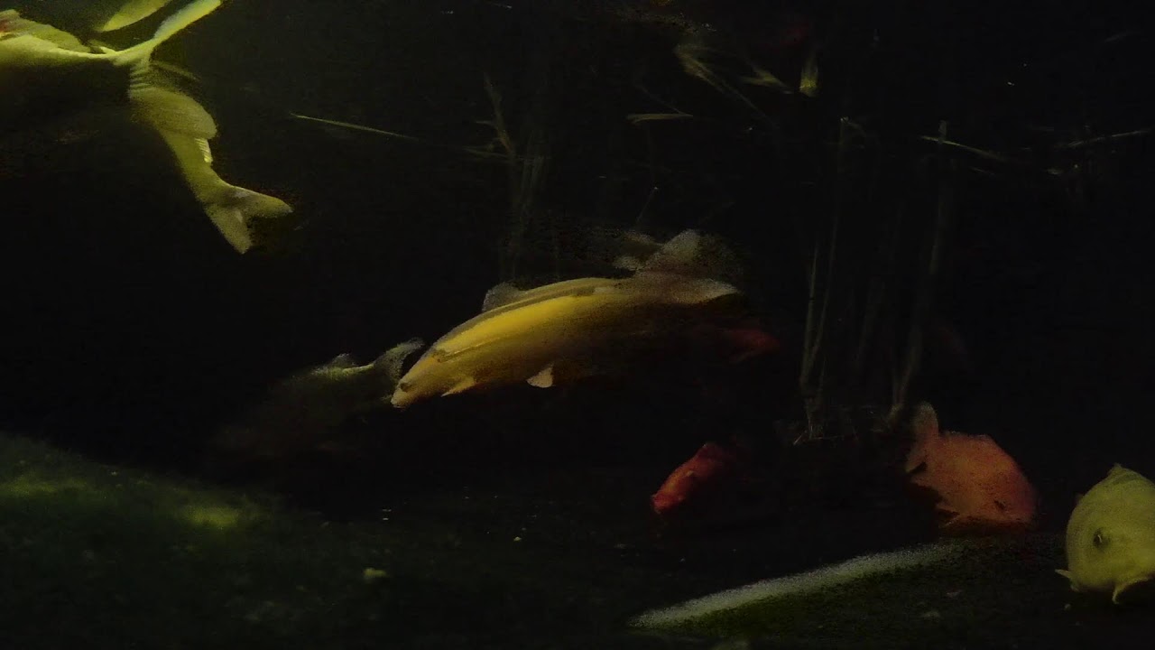 Relaxing Koi & Turtle Pond 🐟 Live Underwater Cam