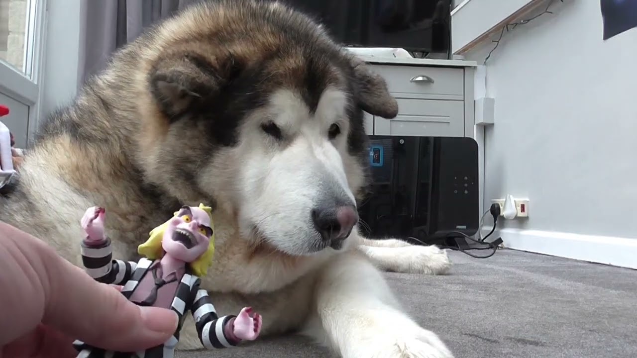 Аляскинский маламут Дженсон рецензирует «Битлджус»