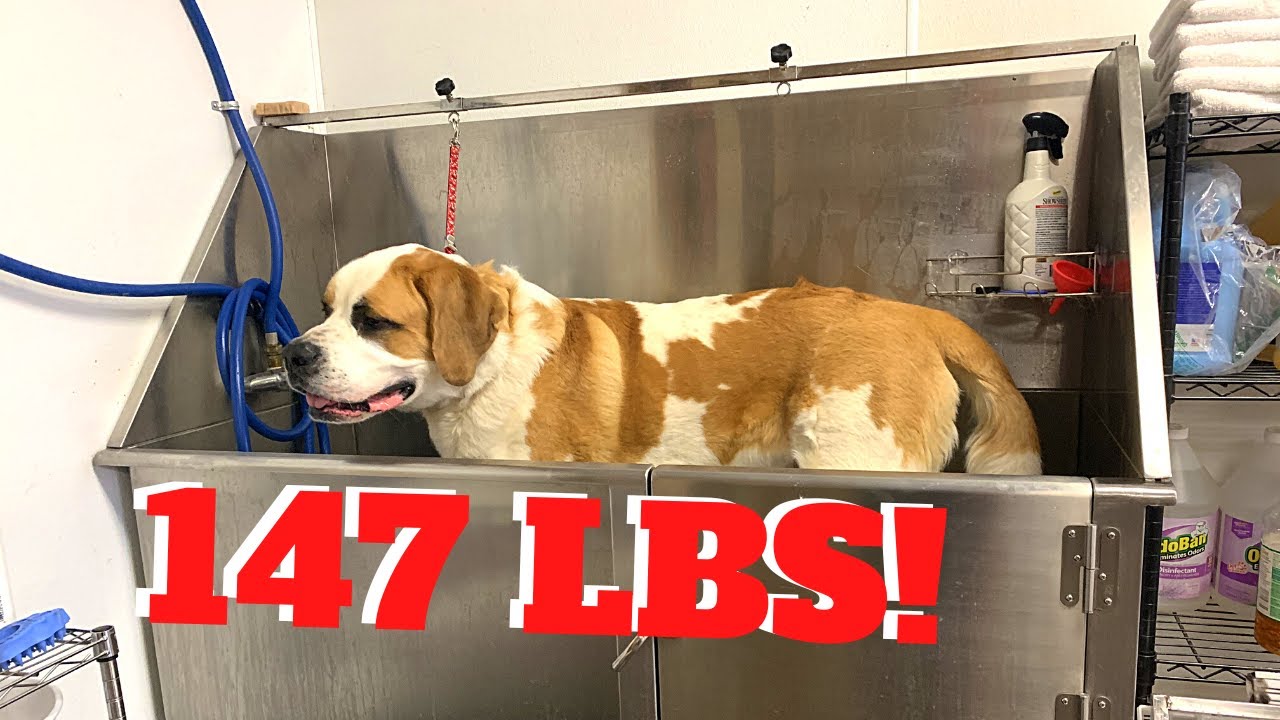 150 POUND Saint Bernard Groom