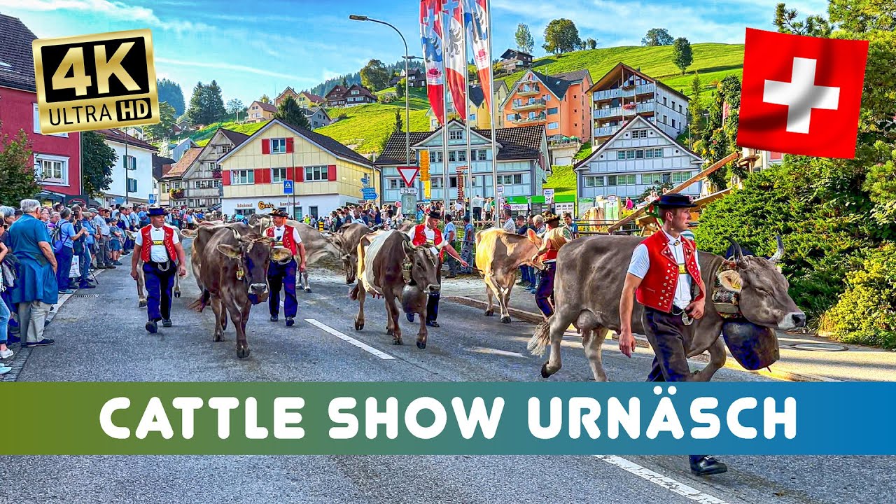 Swiss Cattle Show Urnäsch🇨🇭part 2 - its time to go home – the cows go back to the farms 🫶