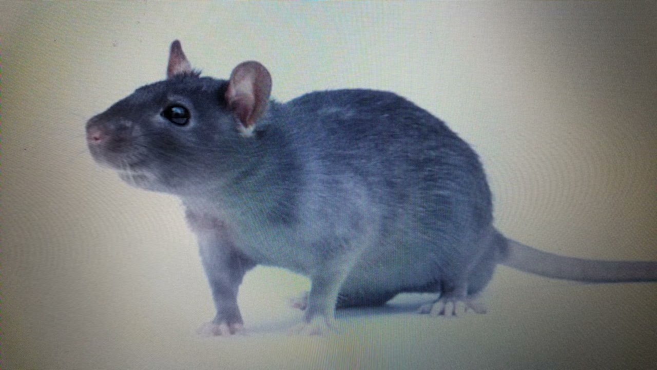 Крысы🐀 эзотерика, животные, нумерология⁉️🐀