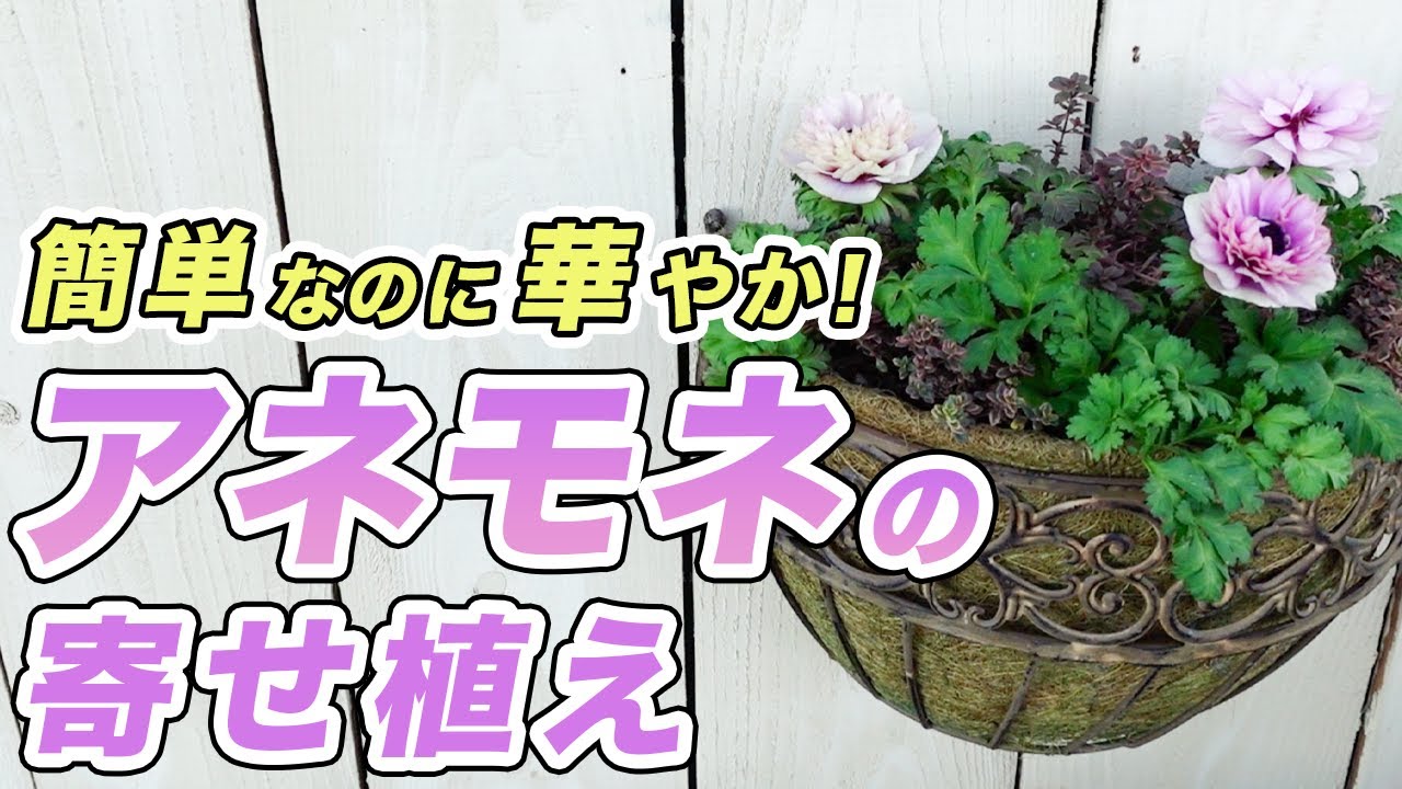 【春はすぐそこ!?】シンプルで簡単!『華やかなアネモネの寄せ植え』の方法を伝授します♪ 【初心者向け】【ガーデニング】【園芸チャンネル】