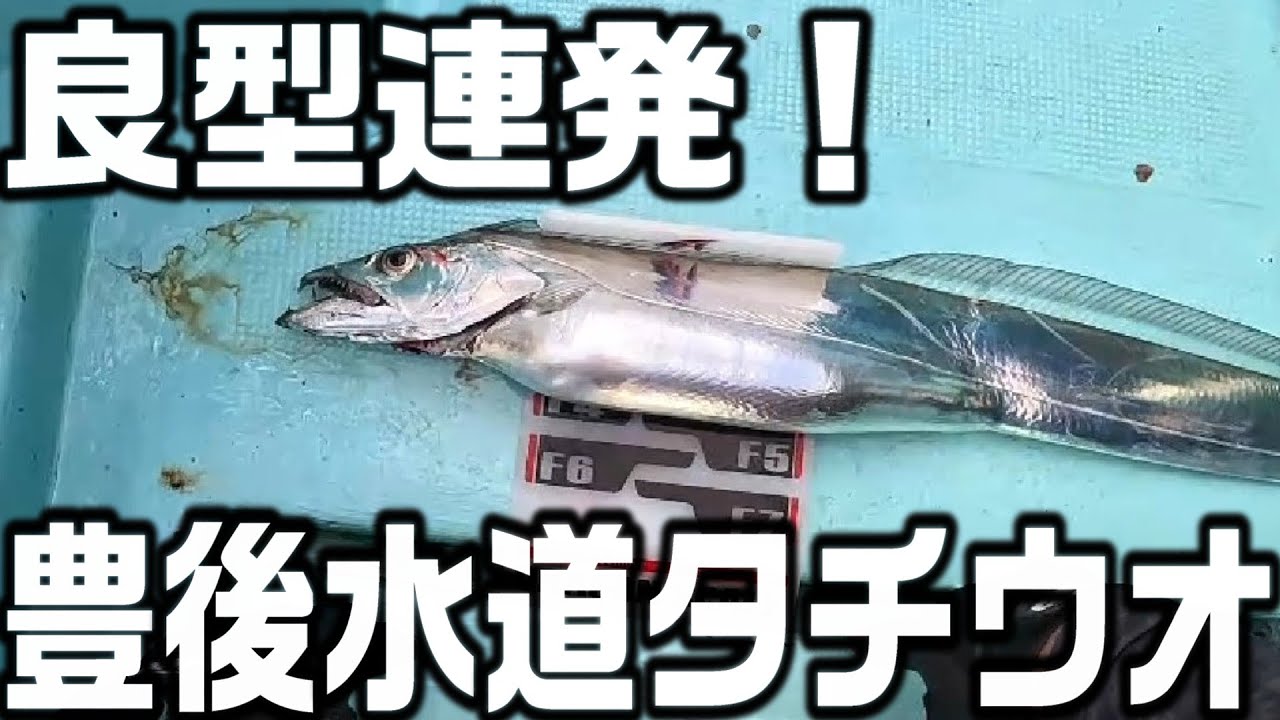 豊後水道タチウオに行きました【宇和島2Days】