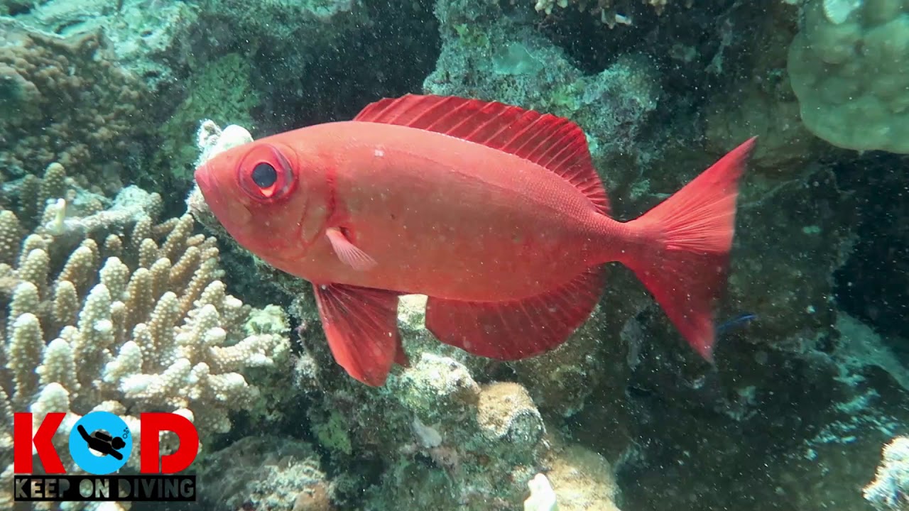 Cresent Tail bigeye Hurghada Red Sea Egypt