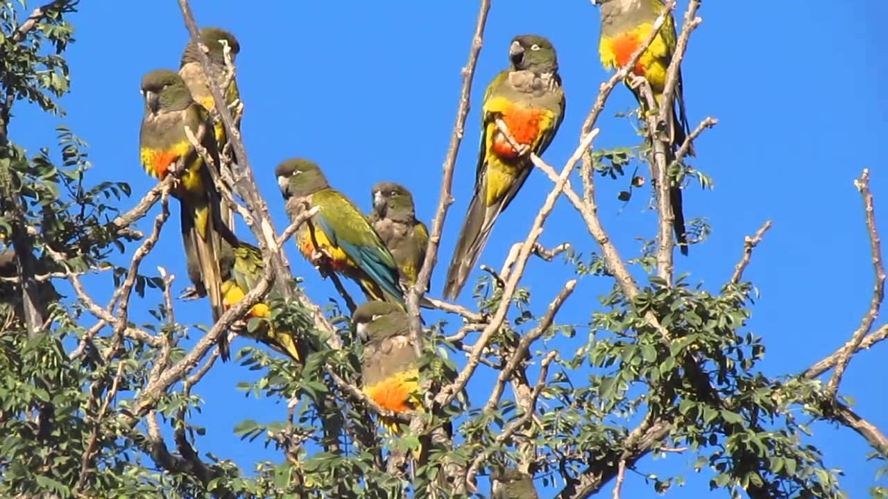 Loro Barranquero de Neuquen