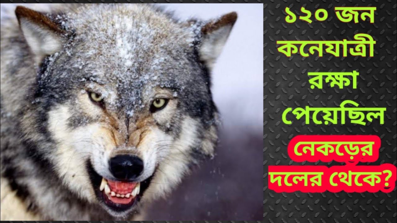 নেকড়ের দলের আক্রমণ ।। The Tashkent Wolves Massacre🐺