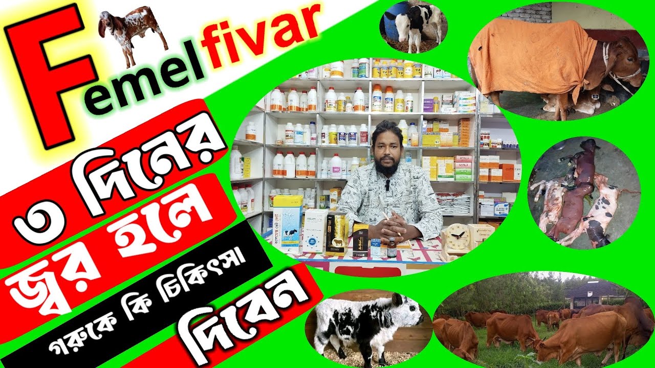 ৩ দিনের জ্বর হলে গরুকে কি চিকিৎসা দেবেন। কৃষি চ্যানেল ২৪। ✅🚑🐄🐄