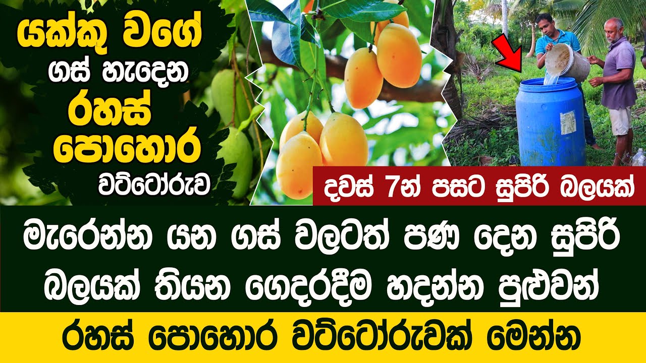 පොහොර නැතුව විනාස වුනු කුඹුරු කුඹුරු ක්ෂණිකව ගොඩගන්න පුළුවන් | Lioni Farm - Mr Ranjan