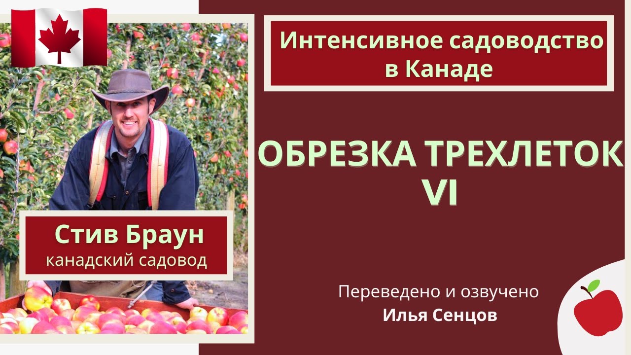Демонстрационная обрезка молодых яблонь в интенсивном саду (Канада)