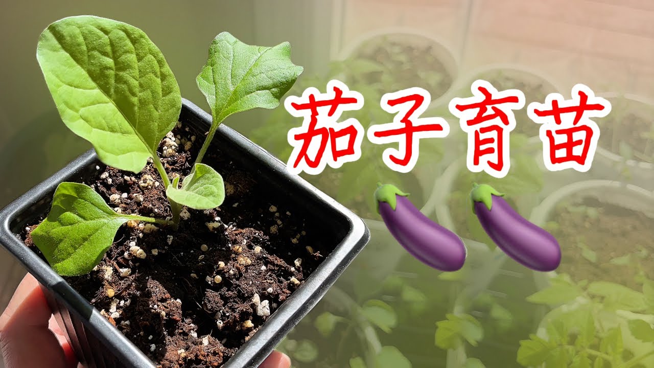 【种植小白必看】茄子快速催芽育苗 如何育出壮苗大苗 (内有去年茄子挂满果的视频)