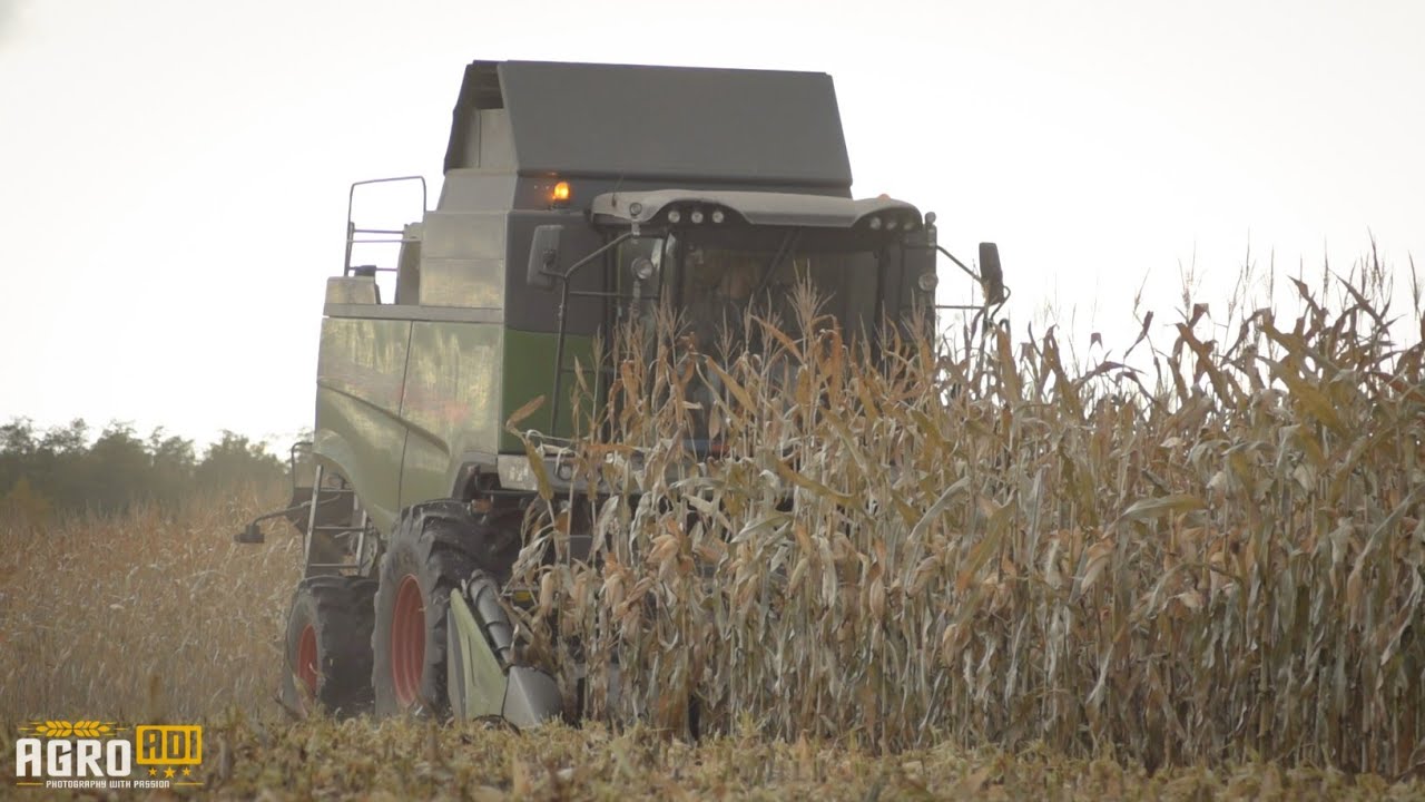 ☆Kukurydza na ziarno 2021☆Gr. Ślaski☆Fendt 6275 L☆Valtra☆Agro Adi