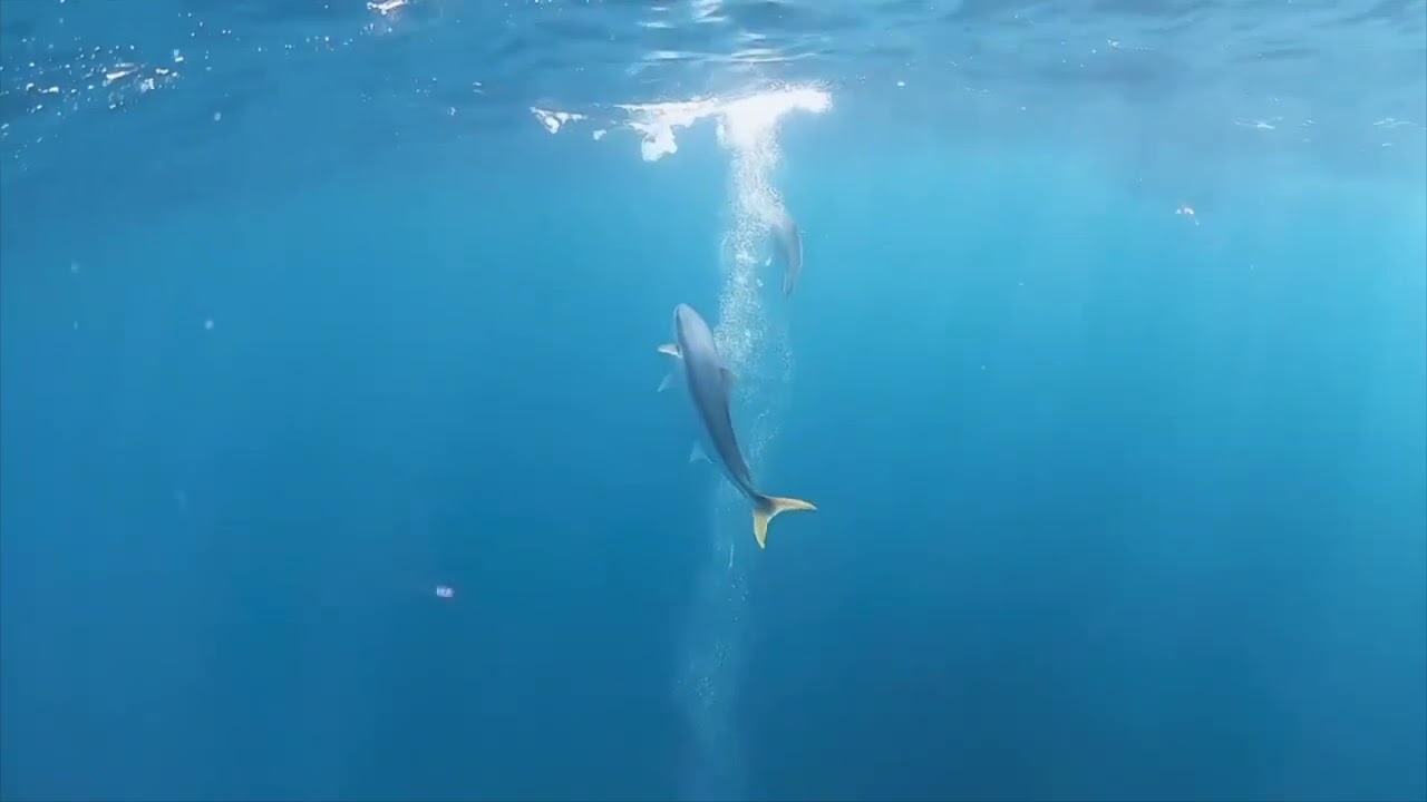 Fishing Crazy?? Do it with Suzuki...