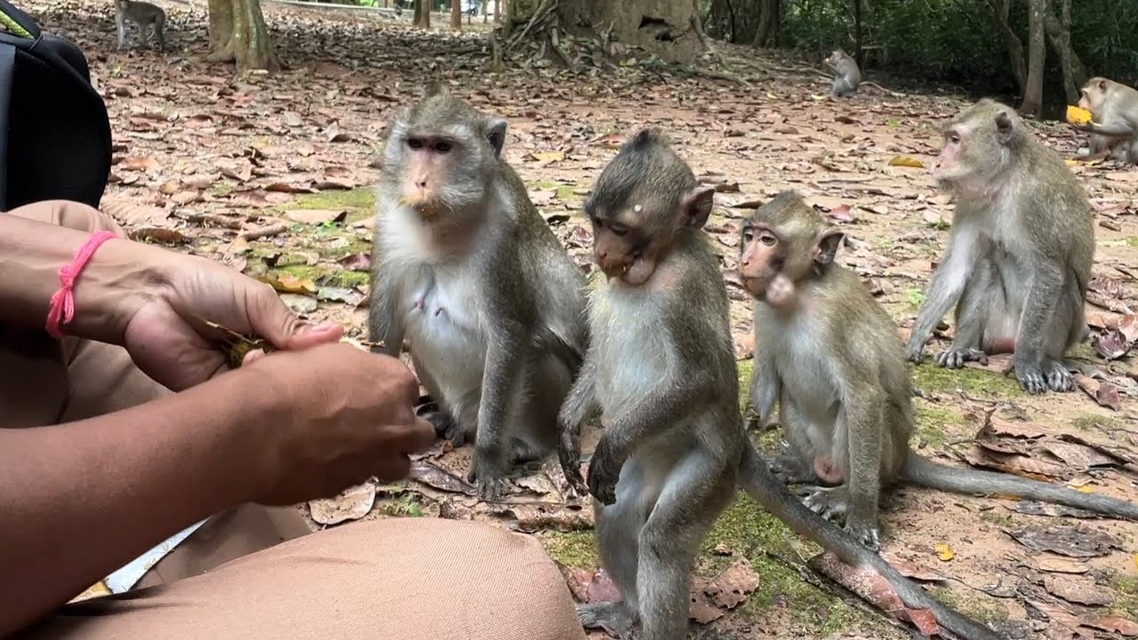 So cute! Baby monkey Amelia Anna Family come to get food | @LaBuBuMonkeysTV855 