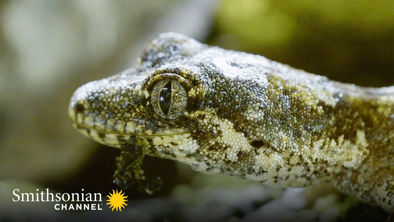 This Forest Gecko is a Near-Invisible Assassin 🦎  | Smithsonian Channel